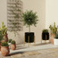 أصيص سيراميك - جالا- 20 سم-household-gardenandoutdoor-potsandplanters-planters-image-1