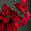 غصن بوانسيتيا - طقم 3 قطع-household-christmas-wreathsgarlandsandflowers-flowers-image-2