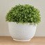 Chantilly Boxwood Topiary Plant in Pot - 35 cm-household-gardenandoutdoor-artificialplants-pottedplants-image-1