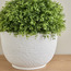 Chantilly Boxwood Topiary Plant in Pot - 35 cm-household-gardenandoutdoor-artificialplants-pottedplants-image-2