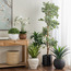 Chantilly Boxwood Topiary Plant in Pot - 35 cm-household-gardenandoutdoor-artificialplants-pottedplants-image-3