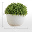 Chantilly Boxwood Topiary Plant in Pot - 35 cm-household-gardenandoutdoor-artificialplants-pottedplants-image-4