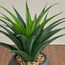 نبتة باندانوس سوداء في إناء زرع - أوربانو - 63 سم-household-gardenandoutdoor-artificialplants-pottedplants-image-4