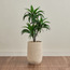 Chantilly Aloe Plant in Pot - 102 cm-household-gardenandoutdoor-artificialplants-pottedplants-image-1