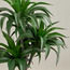Chantilly Aloe Plant in Pot - 102 cm-household-gardenandoutdoor-artificialplants-pottedplants-image-2