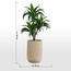 Chantilly Aloe Plant in Pot - 102 cm-household-gardenandoutdoor-artificialplants-pottedplants-image-5