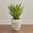 نبتة أغاف في إناء زرع - تيرا - 62 سم-household-gardenandoutdoor-artificialplants-pottedplants-image-5