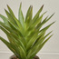 نبتة أغاف في إناء زرع - تيرا - 62 سم-household-gardenandoutdoor-artificialplants-pottedplants-image-4