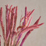 Fox Tail Pampas Decorative Bouquet - 50 cm-household-gardenandoutdoor-artificialflowersandplants-bundlesandbouquets-image-2
