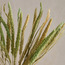 Fox Tail Pampas Decorative Bouquet - 50 cm-household-gardenandoutdoor-artificialflowersandplants-bundlesandbouquets-image-2
