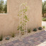تعريشة حديقة معدنية فردية - زيستي-household-gardenandoutdoor-trellisandstands-trellis-image-3