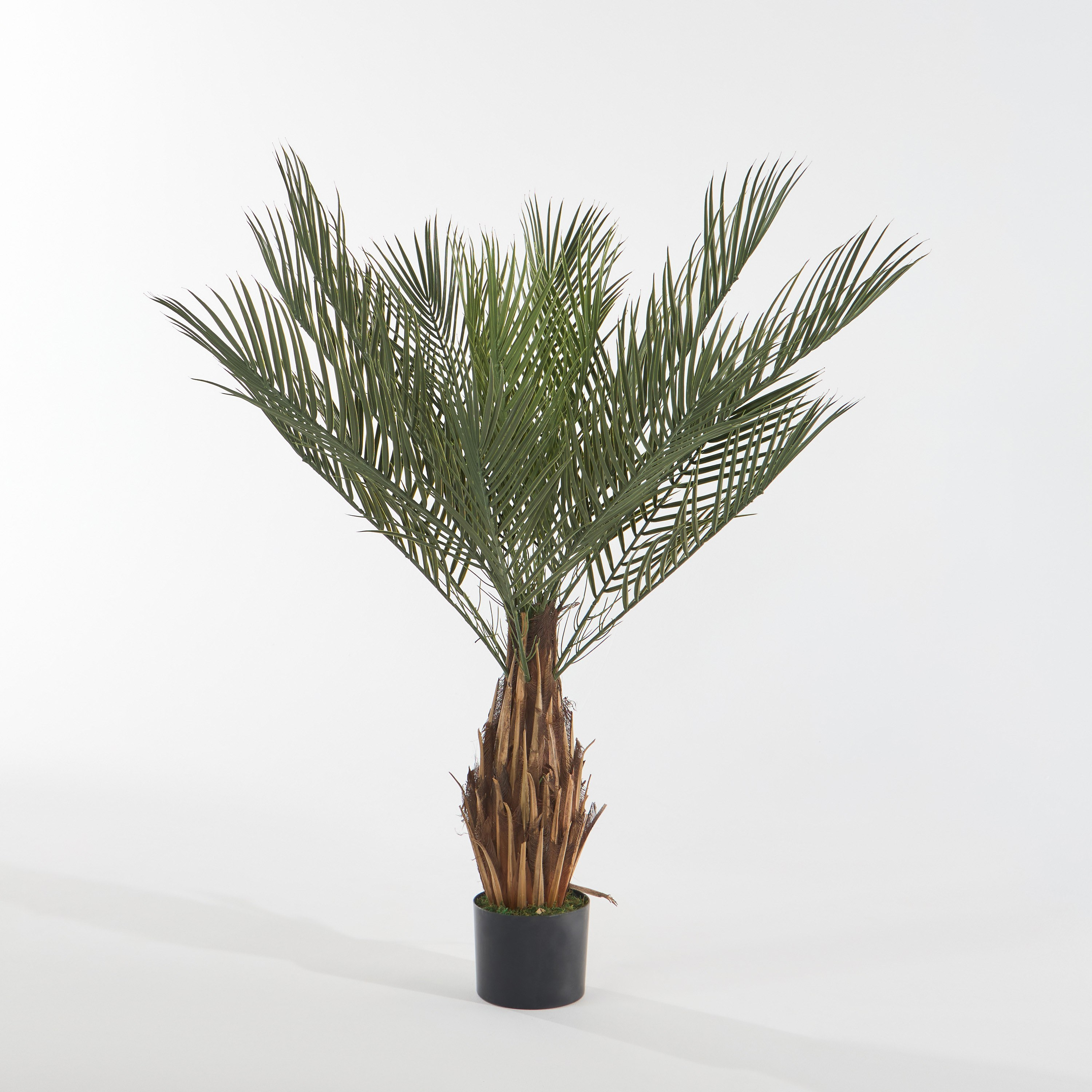 Date Palm Tree - 120 cm-household-gardenandoutdoor-trees-image-1