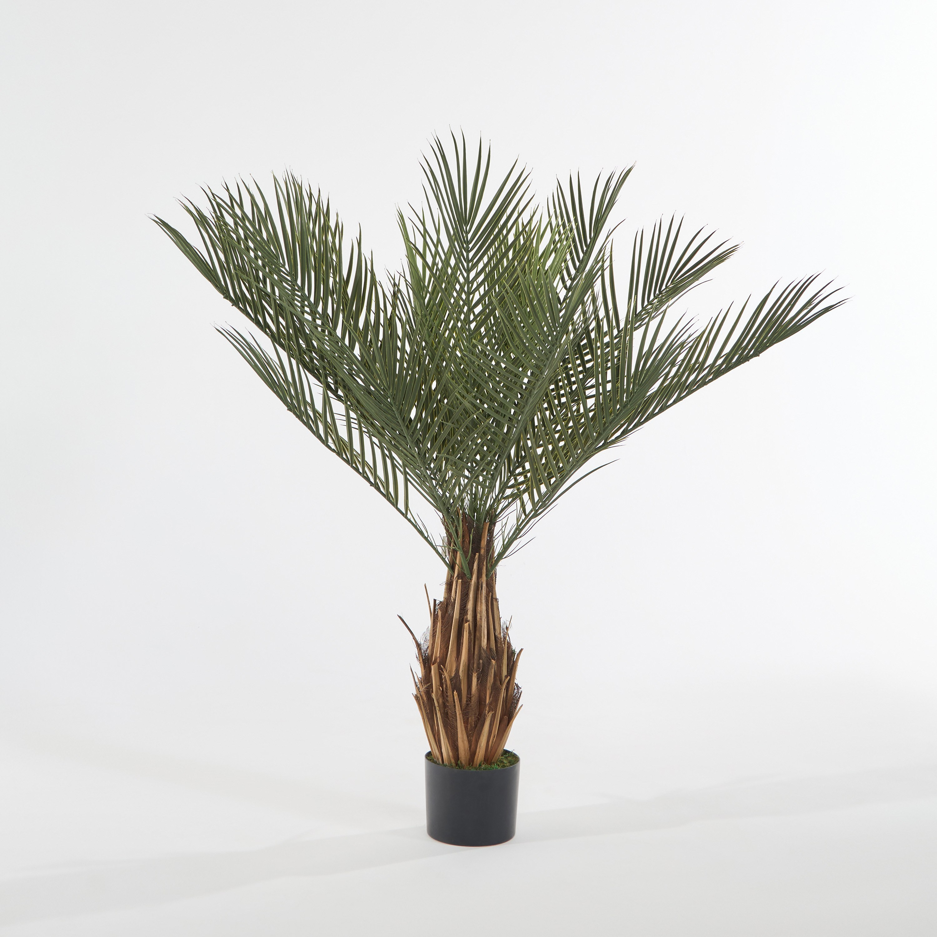 Date Palm Tree - 120 cm-household-gardenandoutdoor-trees-image-2