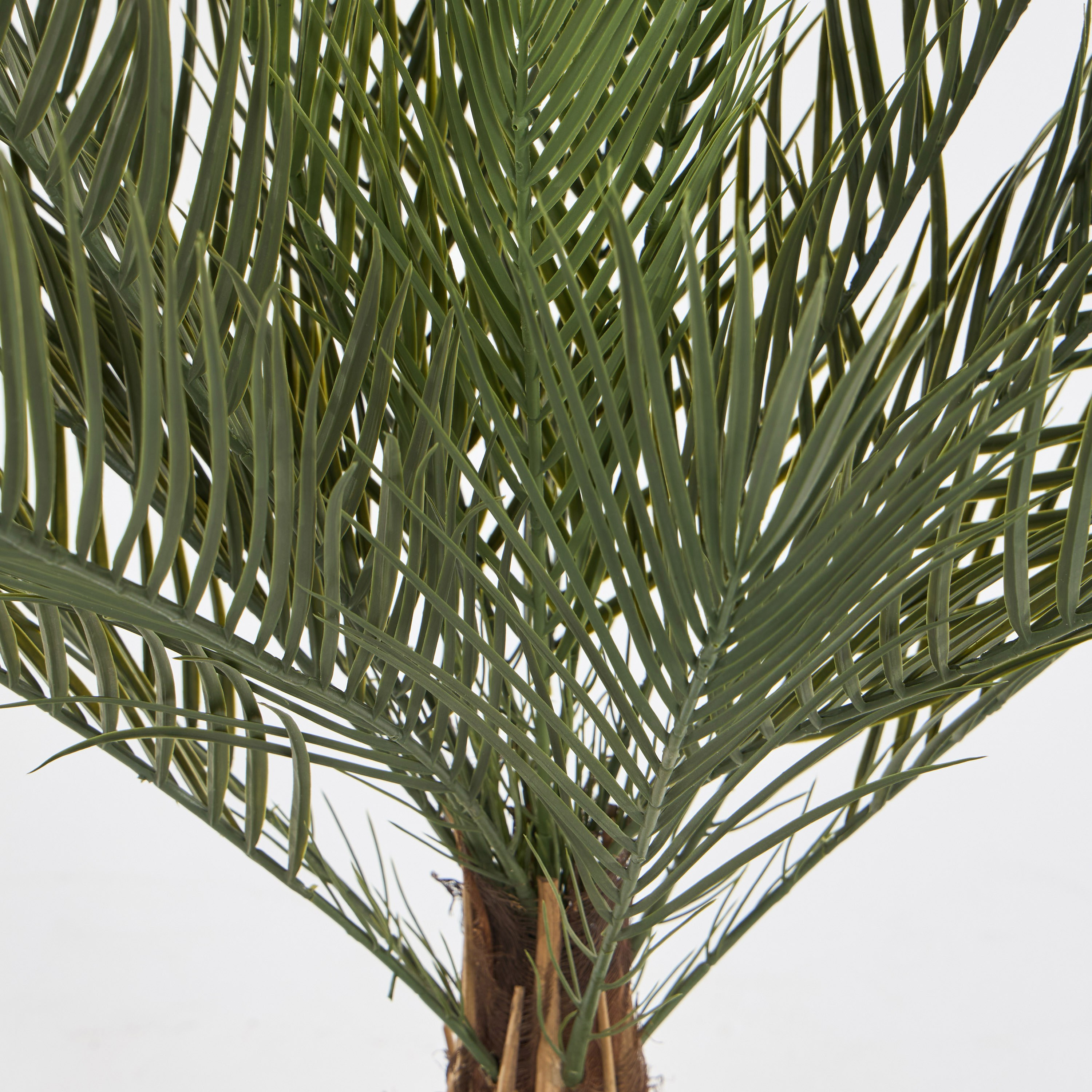Date Palm Tree - 120 cm-household-gardenandoutdoor-trees-image-3