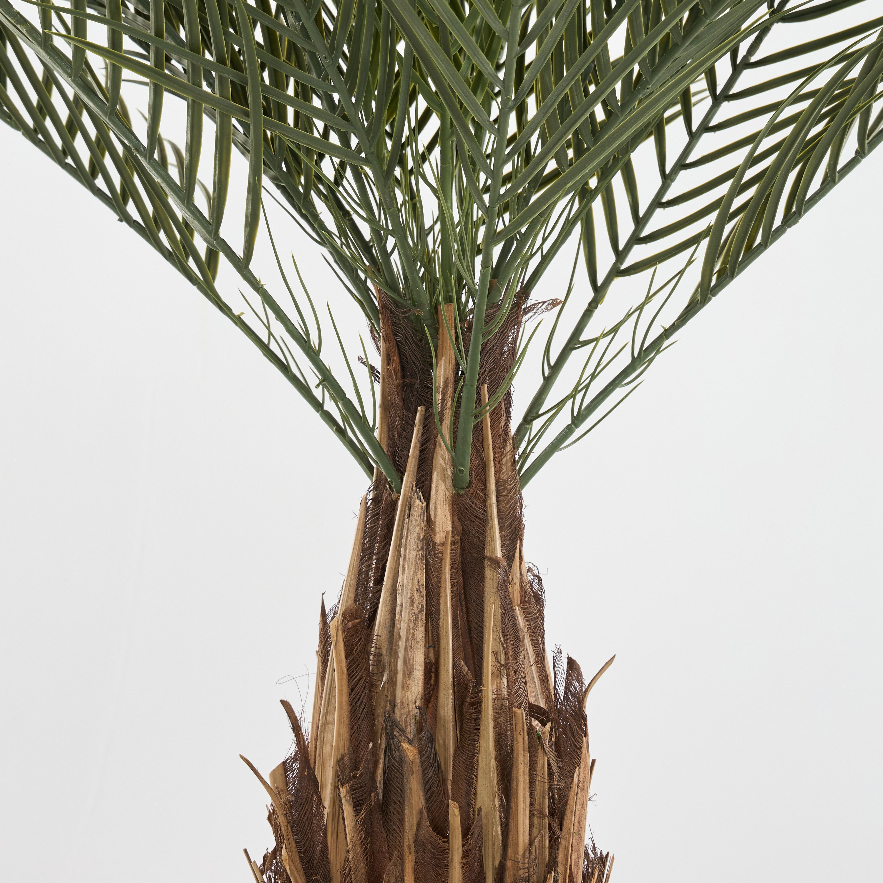 Date Palm Tree - 120 cm-household-gardenandoutdoor-trees-image-4