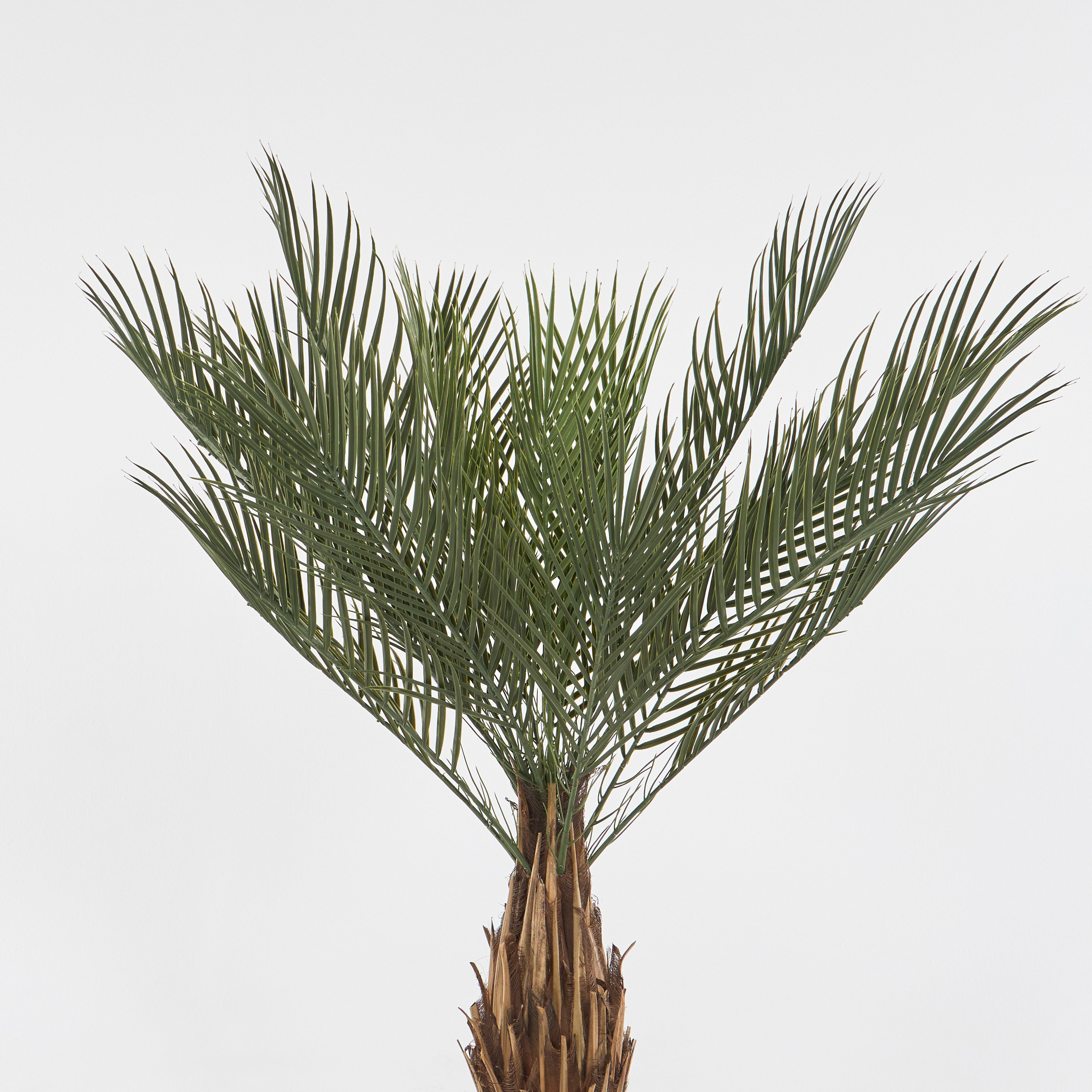 Date Palm Tree - 120 cm-household-gardenandoutdoor-trees-image-5