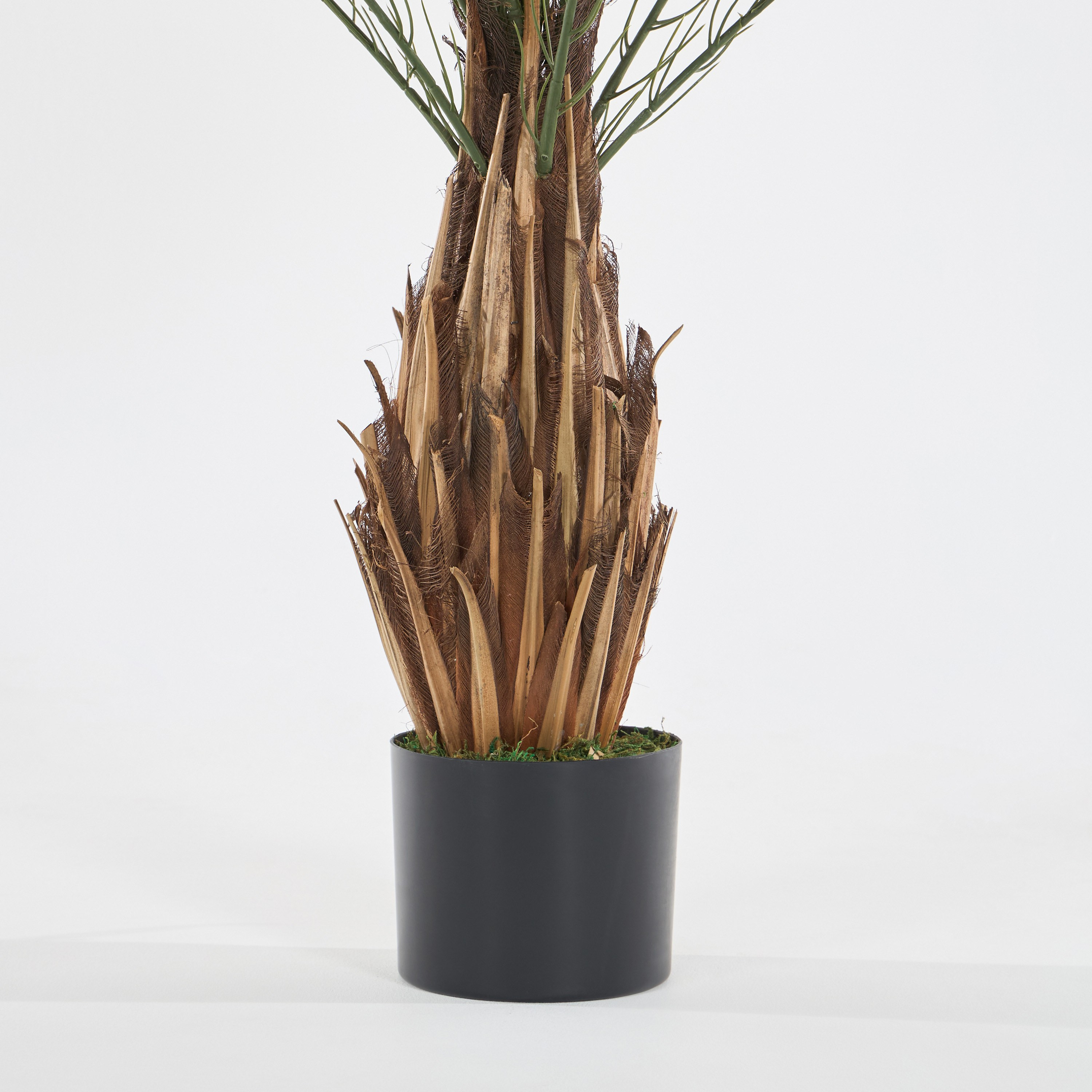 Date Palm Tree - 120 cm-household-gardenandoutdoor-trees-image-6