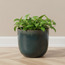وعاء نبات مزجج - جلينت - 16 سم-binpromo_BKMS_OMN_191125-image-4
