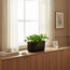 Oleander Planter - 13 cm-household-gardenandoutdoor-potsandplanters-planters-image-4