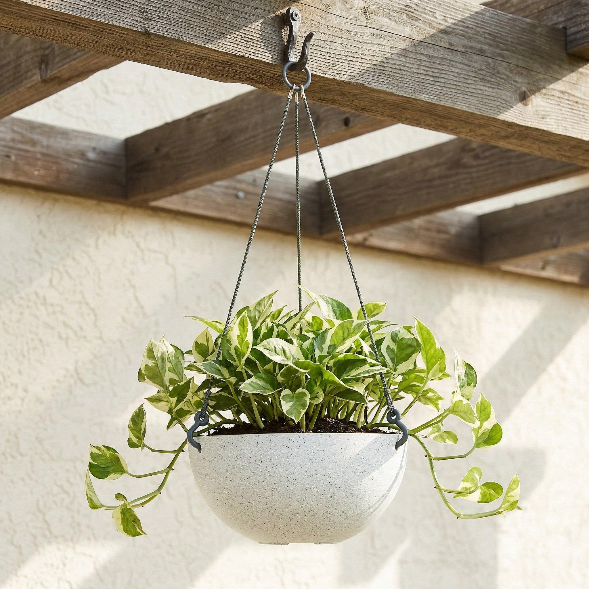 Oxalis Hanging Planter - 11 cm-household-gardenandoutdoor-potsandplanters-hangingplanters-image-1