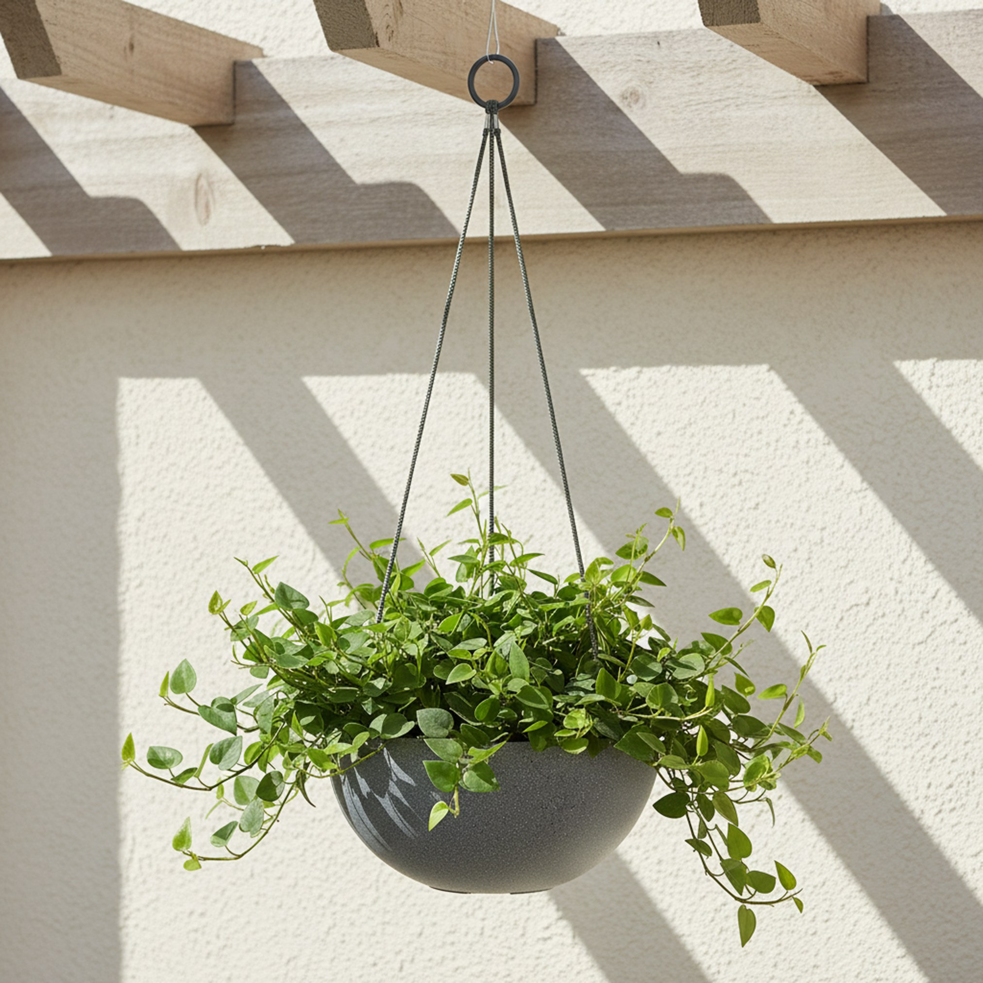 Oxalis Hanging Planter - 11 cm-household-gardenandoutdoor-potsandplanters-hangingplanters-image-1
