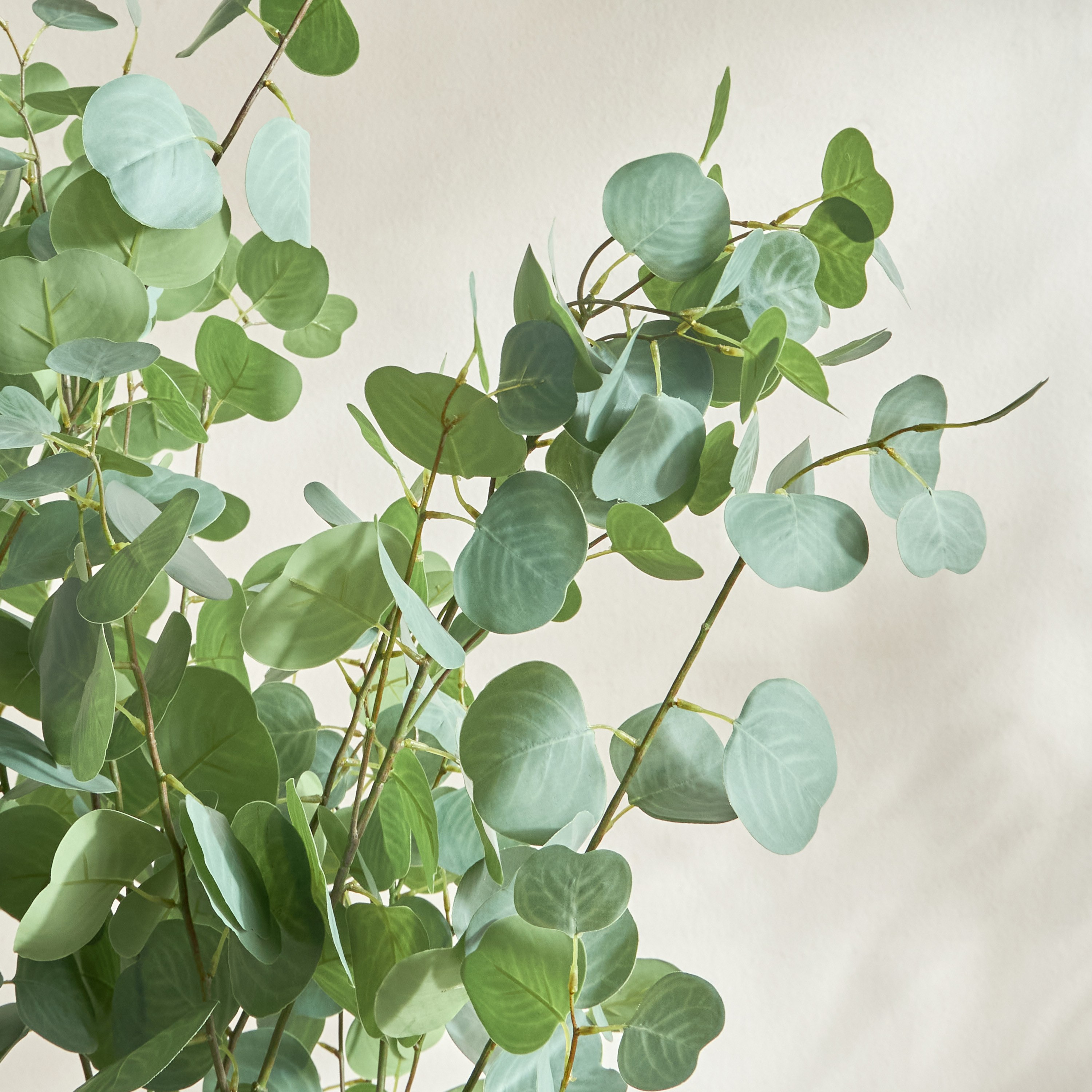 Eucalyptus Tree - 166 cm-household-gardenandoutdoor-trees-image-2