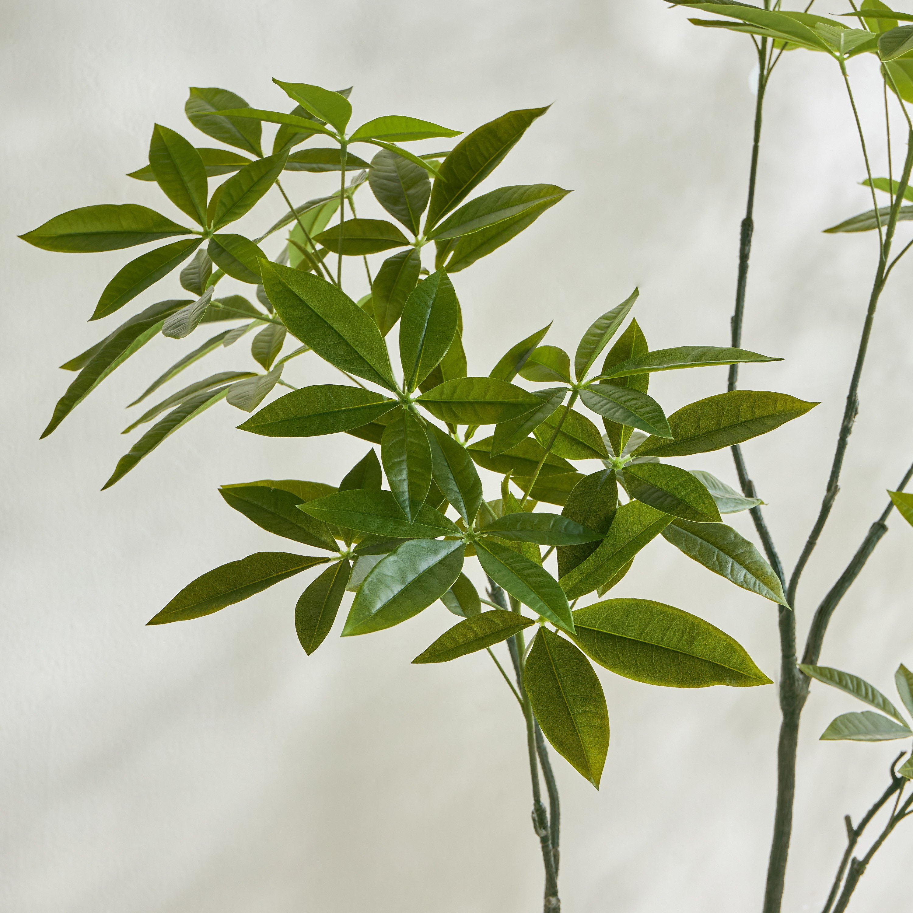 شجرة الحظ - 165 سم-household-gardenandoutdoor-trees-image-2