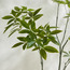 شجرة الحظ - 165 سم-household-gardenandoutdoor-trees-image-3