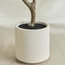 شجرة الحظ - 165 سم-household-gardenandoutdoor-trees-image-2