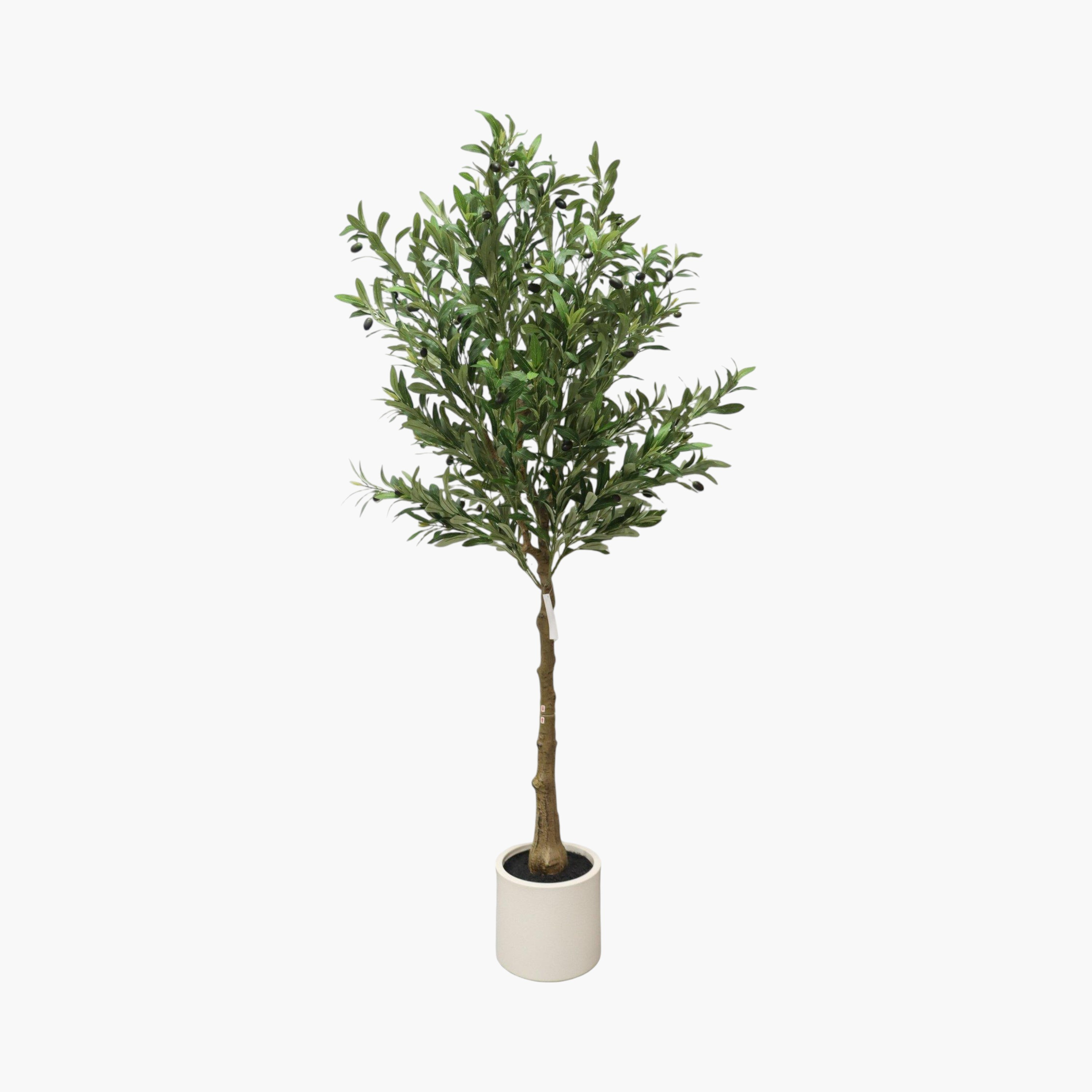 Shop Olive Tree - 175 cm | Centrepoint Bahrain