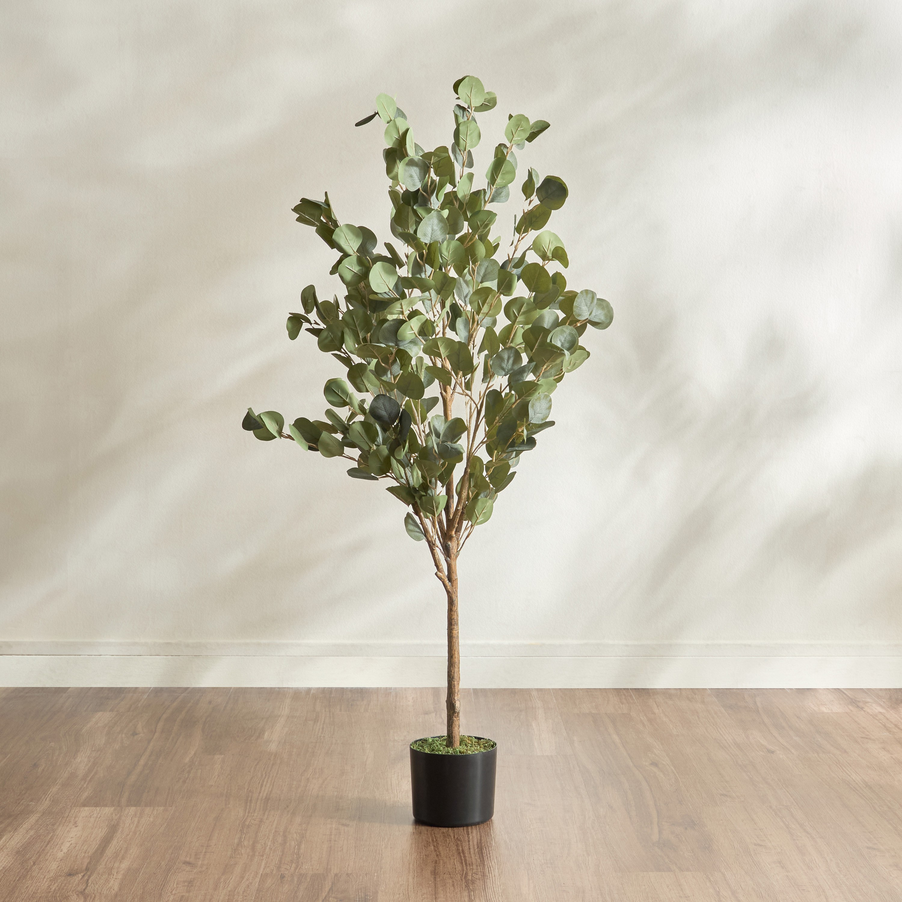 Eucalyptus Tree - 120 cm-household-gardenandoutdoor-trees-image-1
