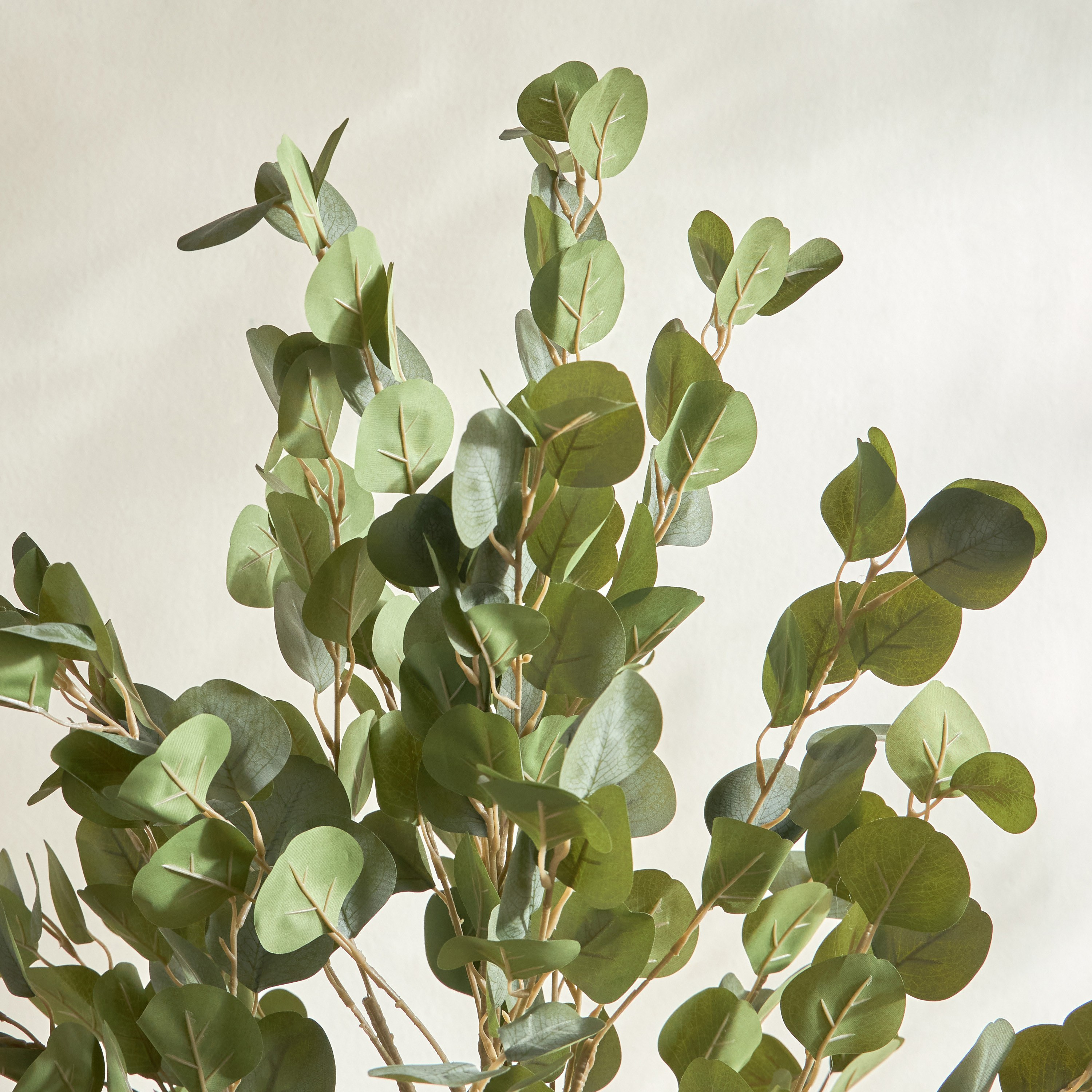 Eucalyptus Tree - 120 cm-household-gardenandoutdoor-trees-image-2