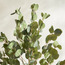 شجرة أوكالبتوس - 120 سم-PROMO_HC_SA_TESTBINPROMO_080926-image-3