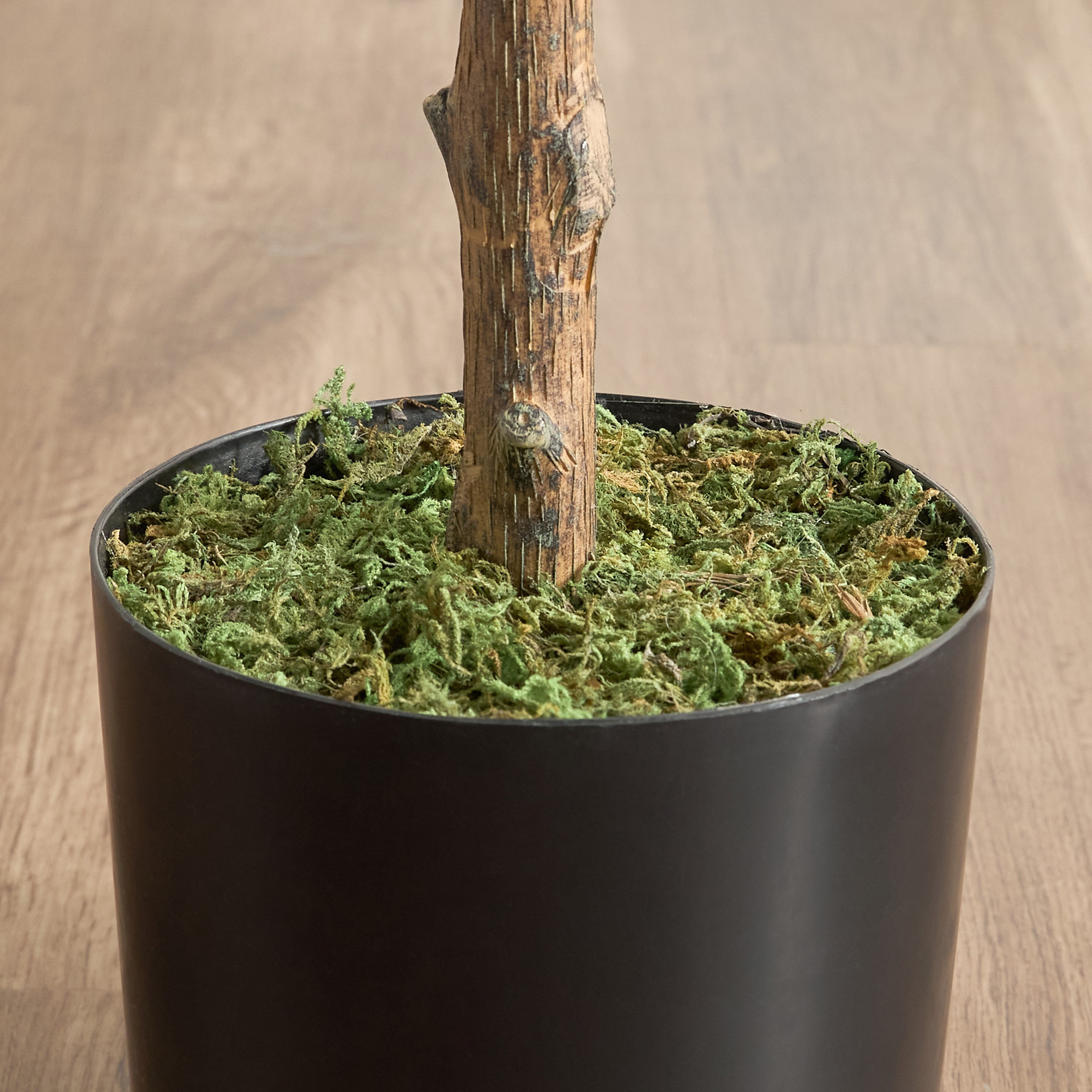 Eucalyptus Tree - 120 cm-household-gardenandoutdoor-trees-image-3