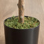 شجرة أوكالبتوس - 120 سم-PROMO_HC_SA_TESTBINPROMO_080926-image-2