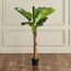 شجرة موز - 150 سم-household-gardenandoutdoor-trees-image-4