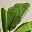شجرة موز - 150 سم-household-gardenandoutdoor-trees-image-3