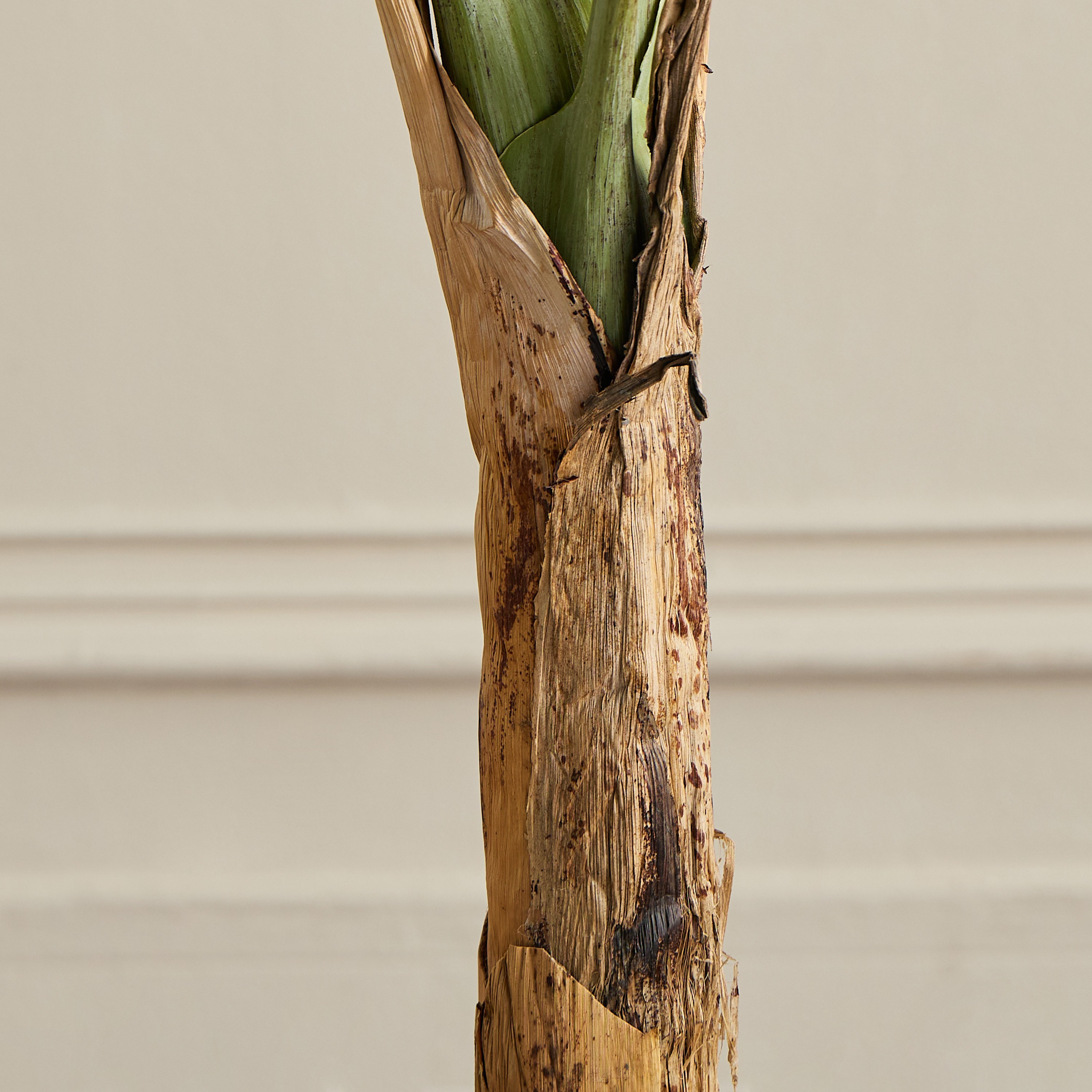 Banana Tree - 150 cm-household-gardenandoutdoor-trees-image-3