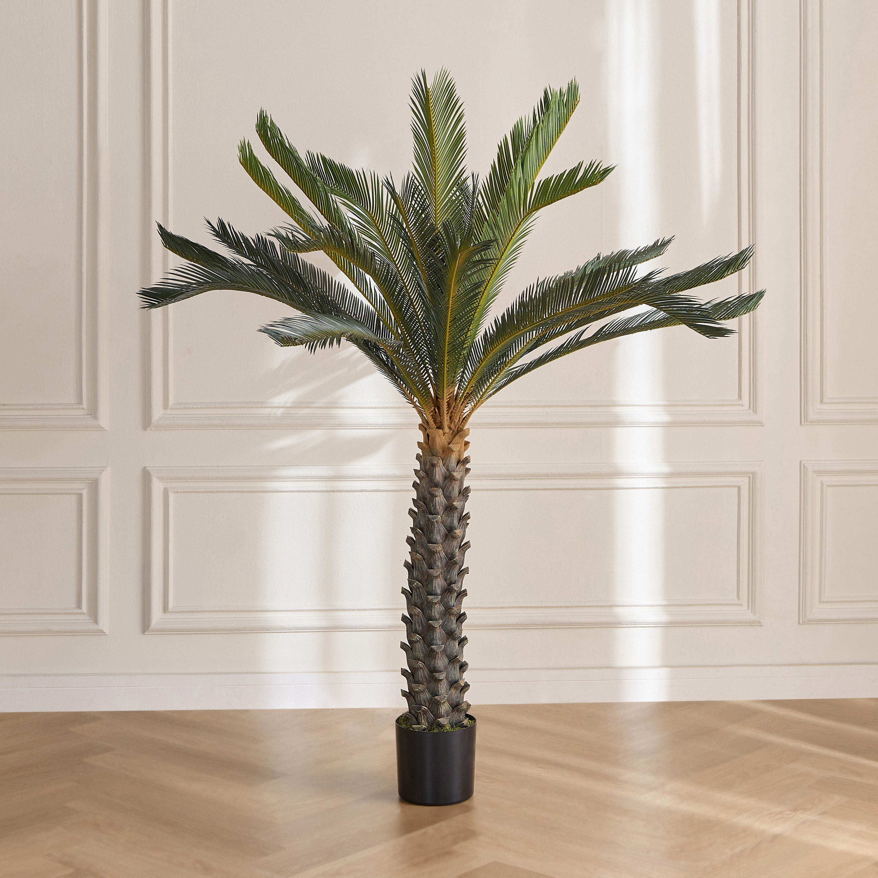 Cycus Tree in Pot - 170 cm