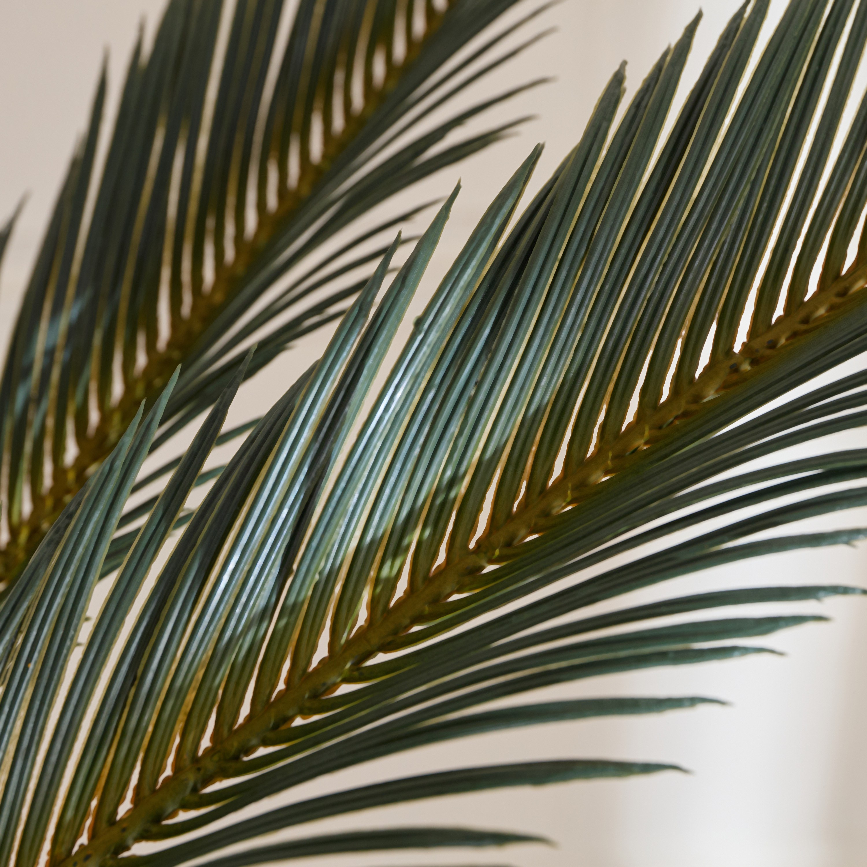 Cycus Tree in Pot - 170 cm-household-gardenandoutdoor-trees-image-2