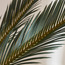 شجرة سيكاس في وعاء - 170 سم-household-gardenandoutdoor-trees-image-3