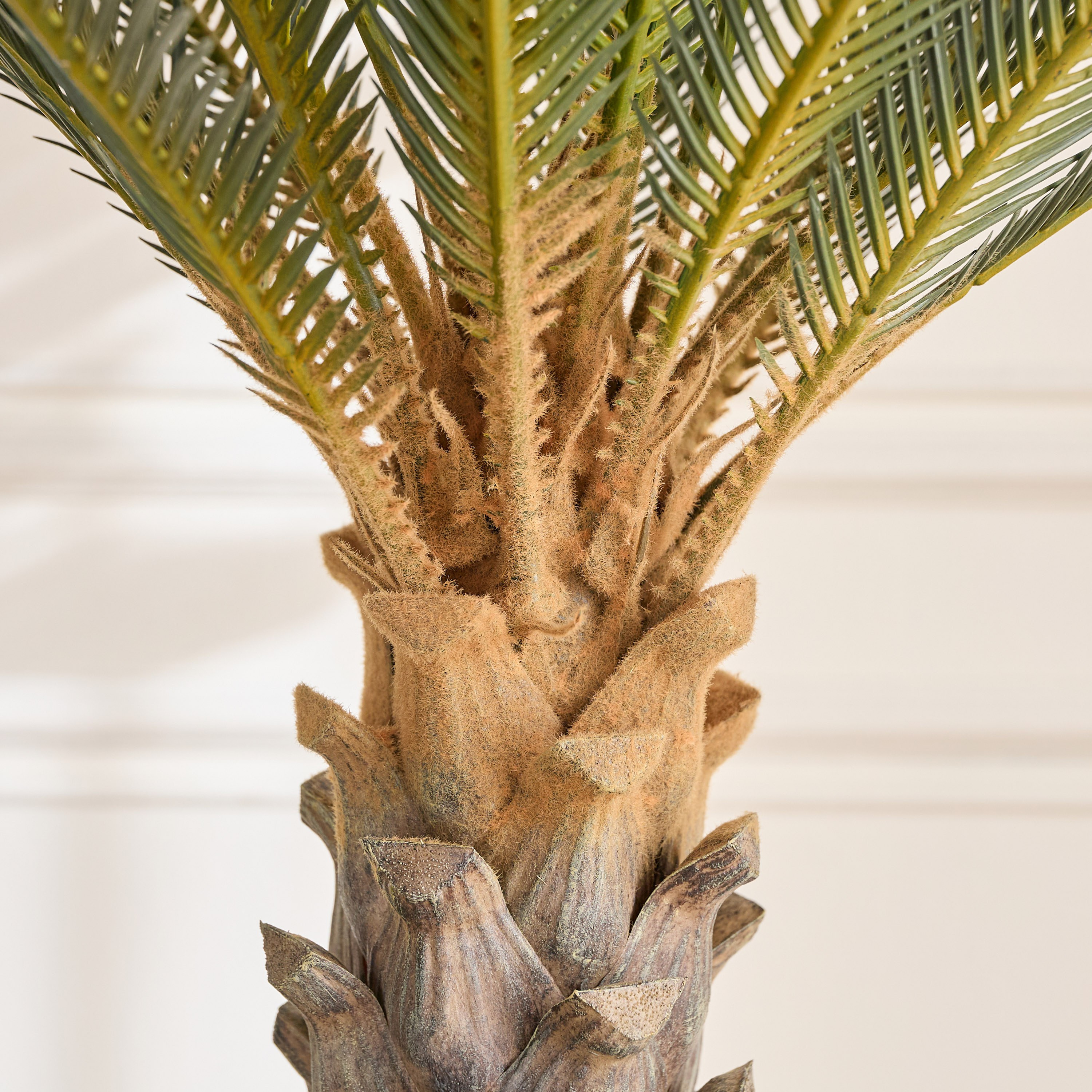 Cycus Tree in Pot - 170 cm-household-gardenandoutdoor-trees-image-3