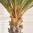 شجرة سيكاس في وعاء - 170 سم-household-gardenandoutdoor-trees-image-2