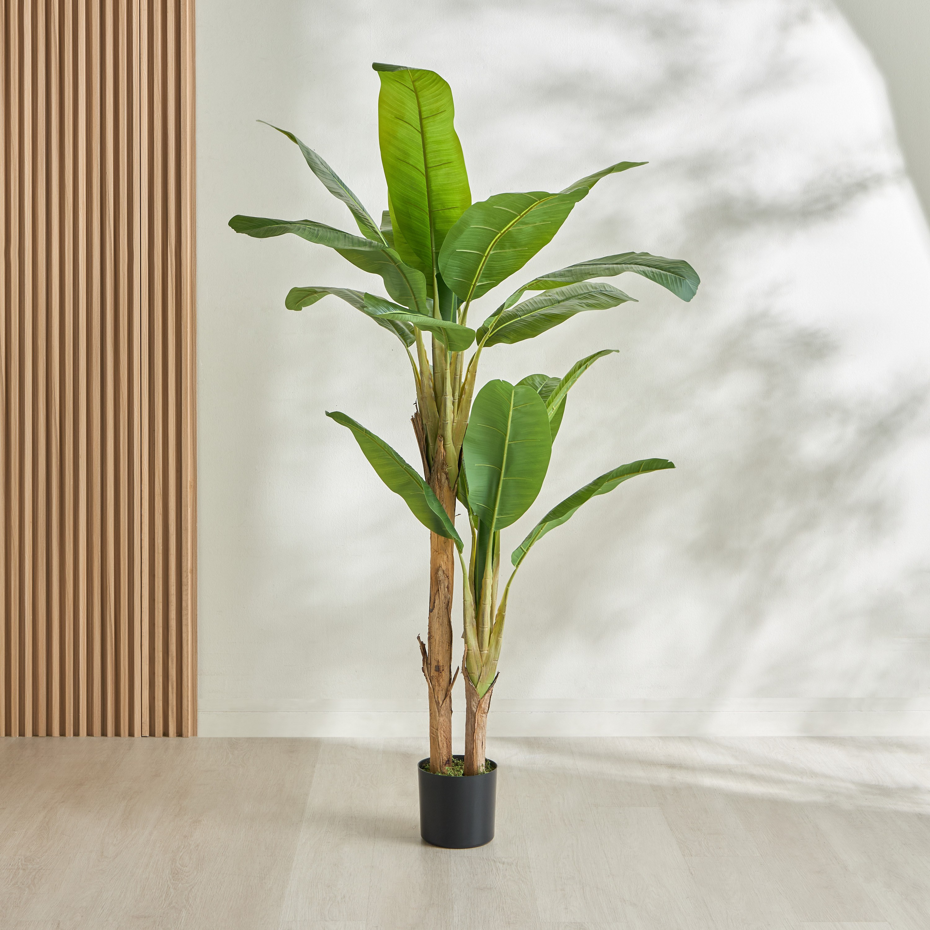 Double Banana Tree - 180 cm-household-gardenandoutdoor-trees-image-1