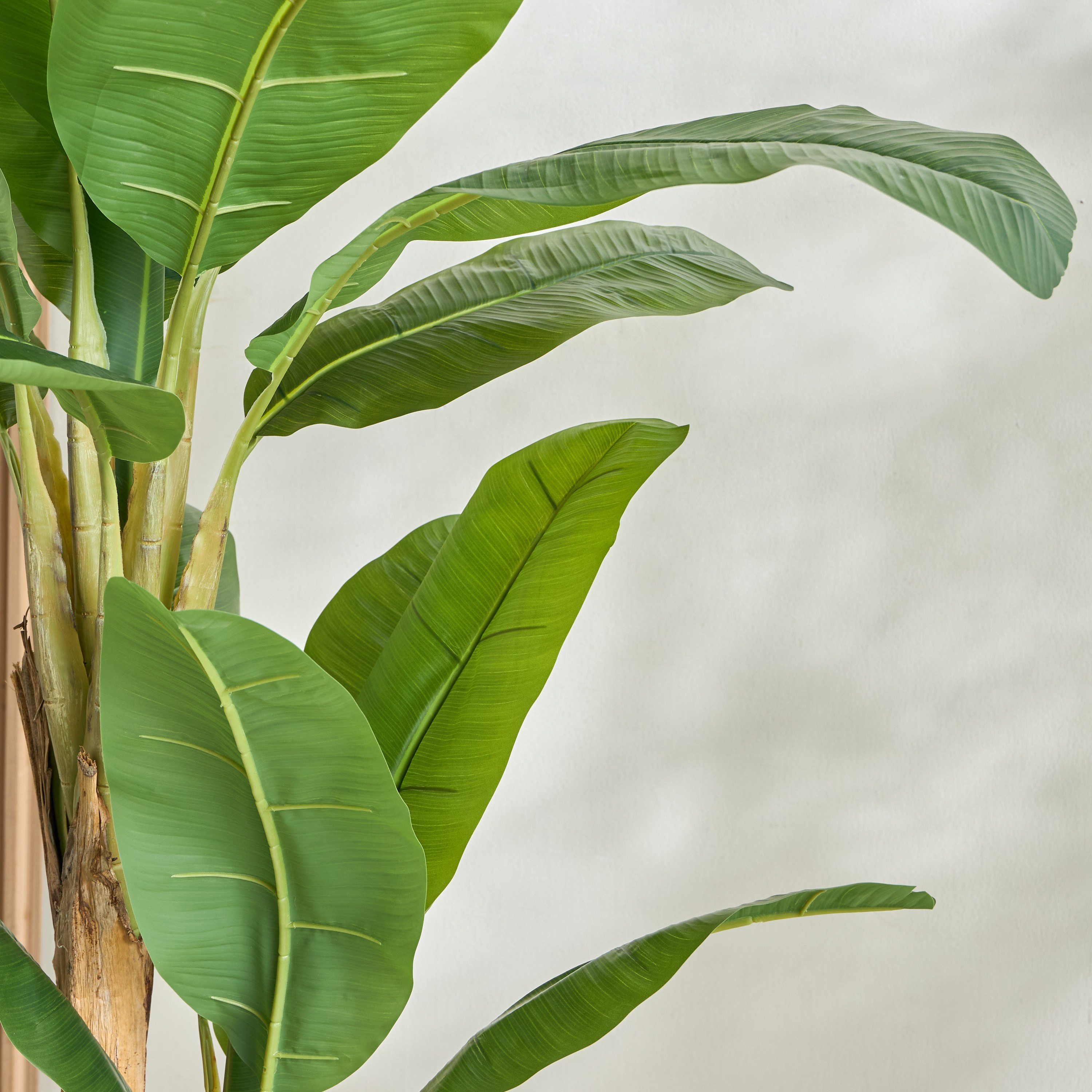 Double Banana Tree - 180 cm-household-gardenandoutdoor-trees-image-2