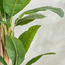 شجرة موز مزدوجة - ‎180 سم‎-PROMO_HC_SA_TESTBINPROMO_080926-image-3