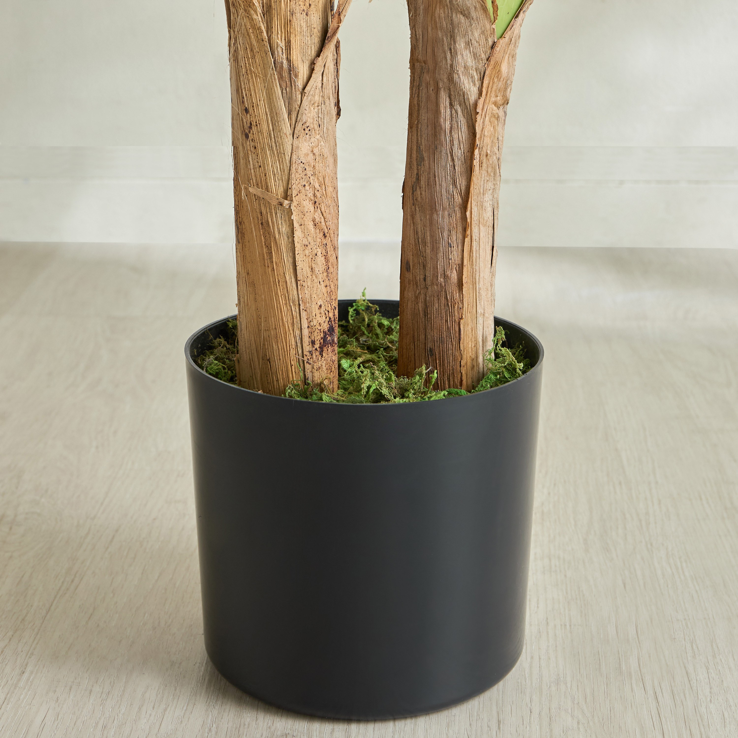 Double Banana Tree - 180 cm-household-gardenandoutdoor-trees-image-3
