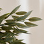 Ruscus Tree - 180 cm-household-gardenandoutdoor-trees-image-2