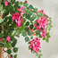 شجرة متسلقة بوجنفيليا - ‎160 سم‎-household-gardenandoutdoor-trees-image-3