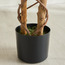 شجرة متسلقة بوجنفيليا - ‎160 سم‎-household-gardenandoutdoor-trees-image-2